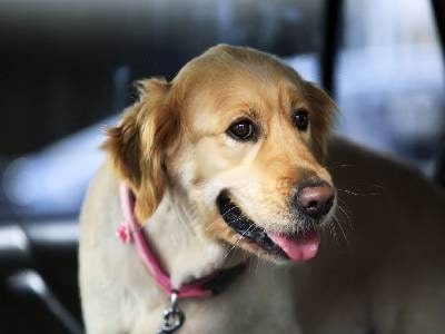 dog-in-taxi dog-in-taxi