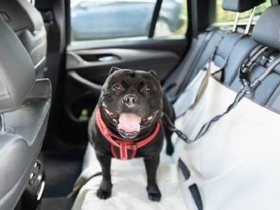 pet-friendly-taxi pet-friendly-taxi