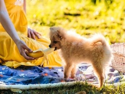 banana-for-dogs