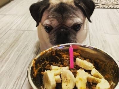 is-banana-okay-for-dogs