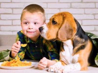 Can Dogs have Potato Chips Can Dogs have Potato Chips