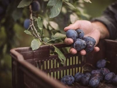 dog eating plum