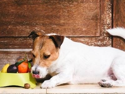 Feeding Dog Plums Feeding Dog Plums