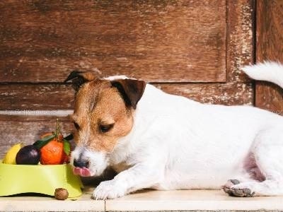 Feeding Dog Plums 