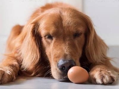 is-raw-egg-good-for-dogs