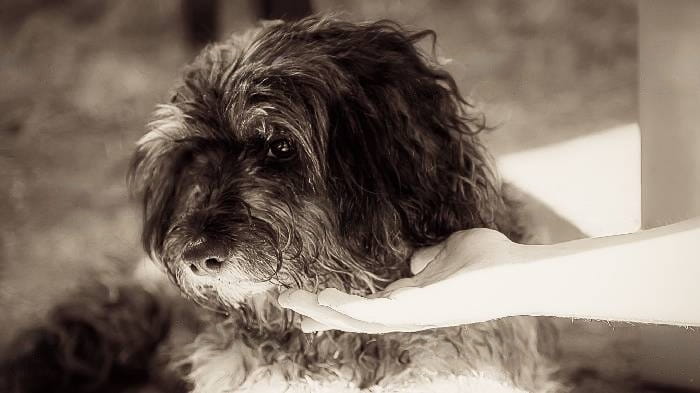 can-dogs-have-adhd-symptoms can-dogs-have-adhd-symptoms