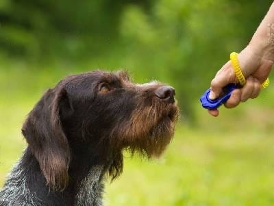 dog-adhd-test dog-adhd-test