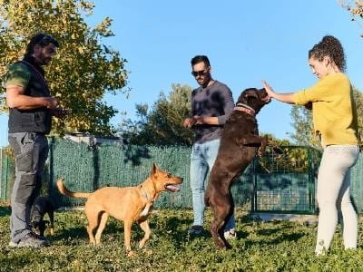 adhd-dogs-treatment adhd-dogs-treatment