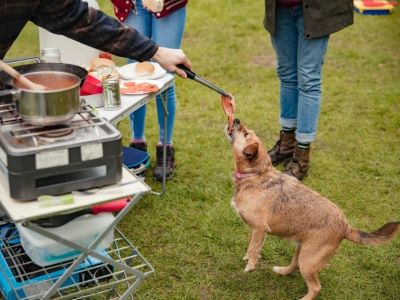 can dogs have bacon