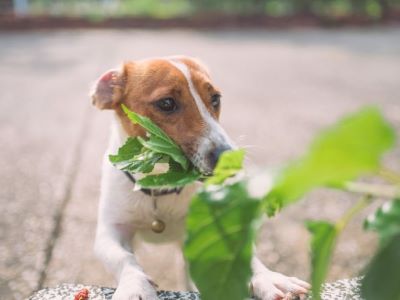 can dogs have kale