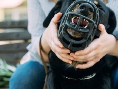 how-to-muzzle-train-a-dog