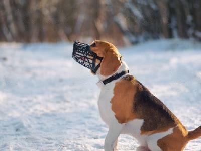 dog-muzzle-types-dog-muzzle-basket