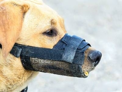 dog-muzzle-types-dog-muzzle-nylon