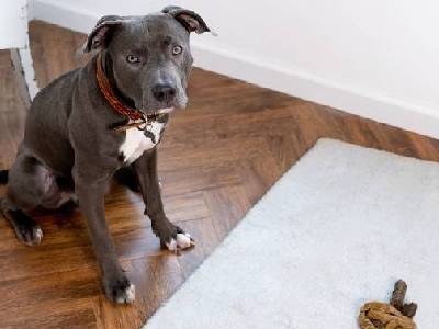 Stop Dog From Eating Poop Stop Dog From Eating Poop