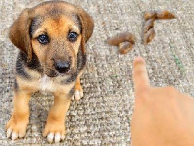 Why do dog eat poop Why do dog eat poop