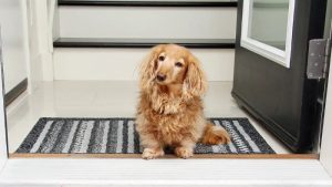 Best Doormats for Dogs