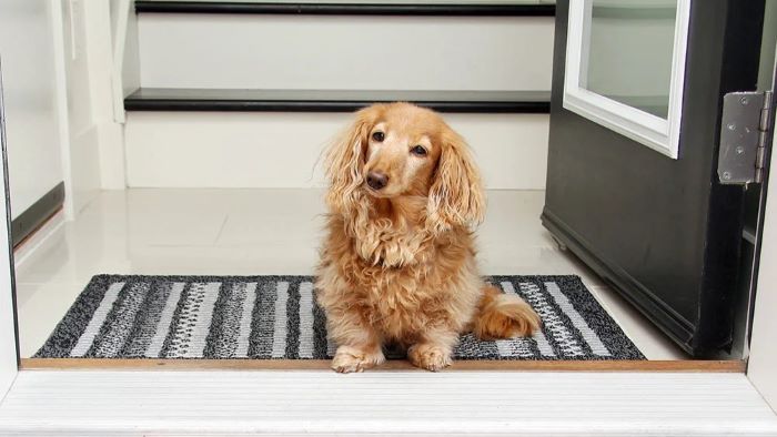 5 Best Doormats for Dogs – Reviews & Top Picks