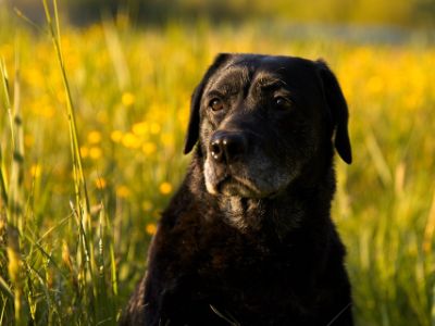 Factors Affecting the Cost of a Labrador Factors Affecting the Cost of a Labrador
