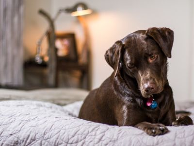 Where To Buy a Labrador Where To Buy a Labrador