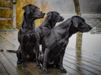Owning a Labrador Owning a Labrador