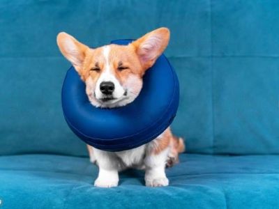 Neck Pillow dog Collar Neck Pillow dog Collar