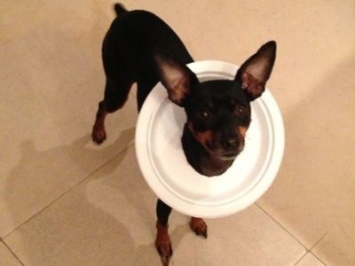 Paper Plate Collar Paper Plate Collar