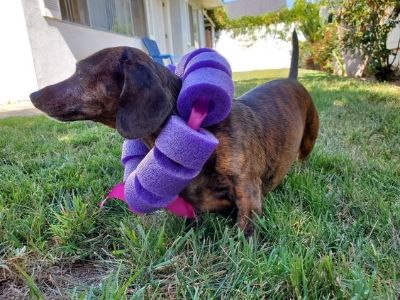 Pool Noodle Collar Pool Noodle Collar