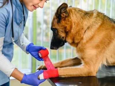 Bandaging dog Bandaging dog