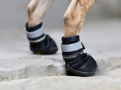 Dog's boot Dog's boot