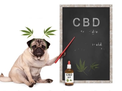 CBD for Dogs