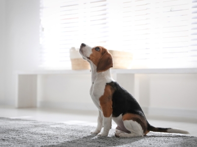 Diabetes Or Loss Of Vision in dogs Diabetes Or Loss Of Vision in dogs