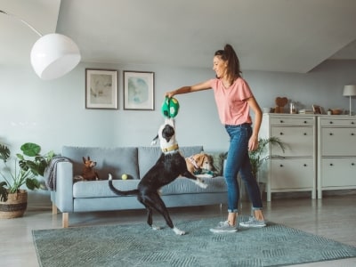 How to distract your dog How to distract your dog
