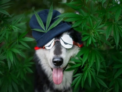 Effects of Marijuana Effects of Marijuana