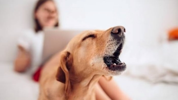 When Is Dog Barking Considered a Nuisance? - WeWantDogs
