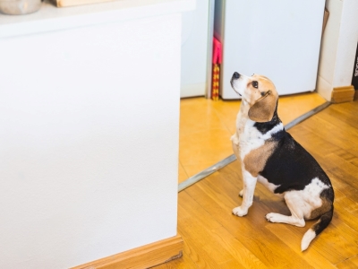 Focal Point Seizures in dogs Focal Point Seizures in dogs