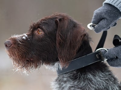 Leather dog collars Leather dog collars