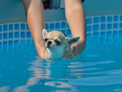 Dog swimming lessons Dog swimming lessons