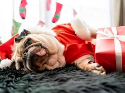 why is Dogs tongue out when sleeping why is Dogs tongue out when sleeping