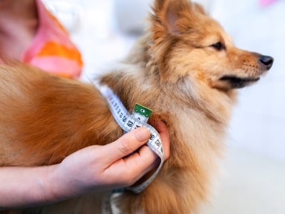 How to measure dog collar size