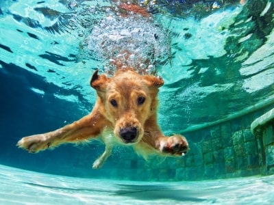 Dogs who can swim Dogs who can swim