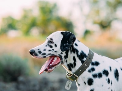 Why Your Dog Needs a Collar