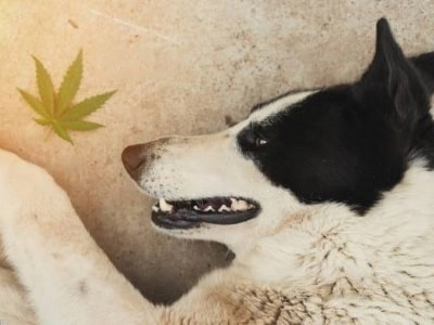 Symptoms of dog stoned