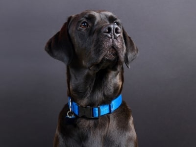 Textile dog collars Textile dog Collars