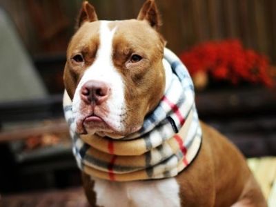 Towel Dog Collar Towel Dog Collar