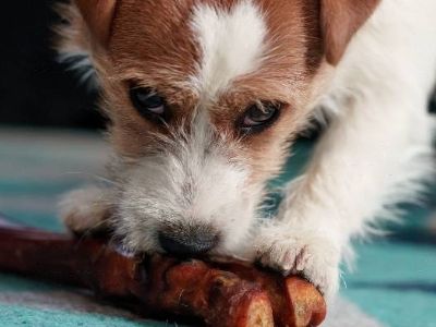 can-dogs-have-cooked-lamb-bones