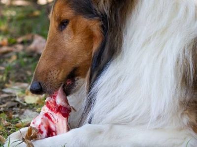 can-i-give-my-dog a-lamb-bone