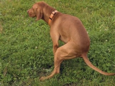 my-dog-hasnt-pooped-in-4-days