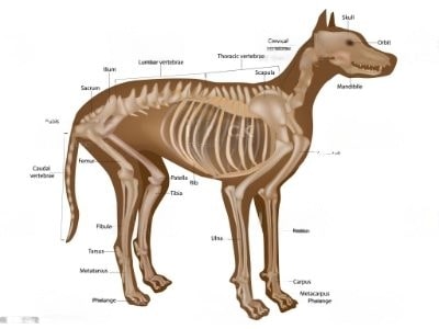 Dog Bone Anatomy Dog Bone Anatomy