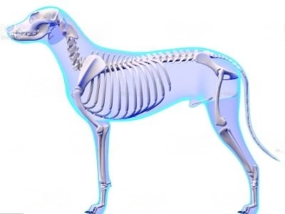 Dogs Skeletal System Dogs Skeletal System