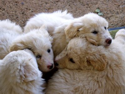 how-many-dogs-allowed-per household-uk